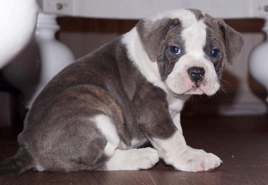 Olde english bulldogge DiamondBulls Anastasia aka "Åse" - 7 uger billede 15