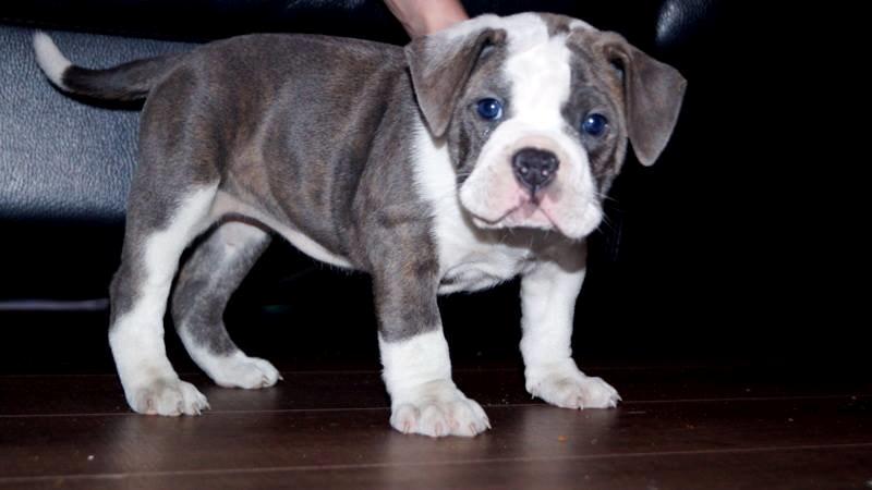 Olde english bulldogge DiamondBulls Anastasia aka "Åse" - 7 uger billede 16