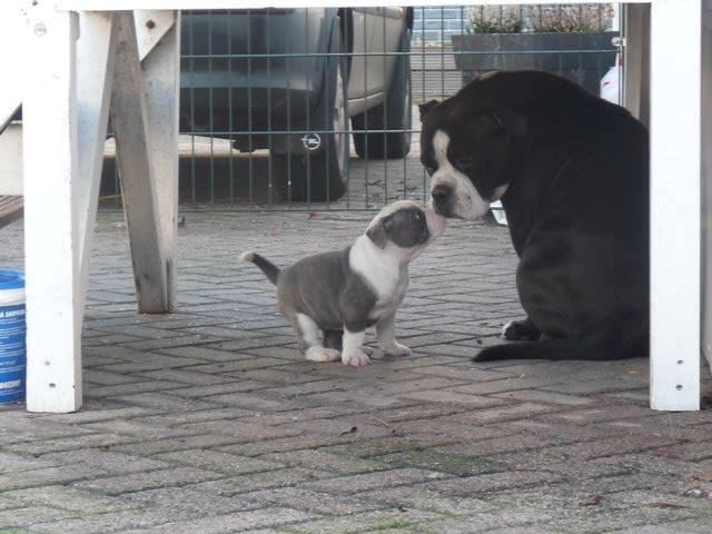 Olde english bulldogge DiamondBulls Anastasia aka "Åse" - Sammen med mor. billede 20