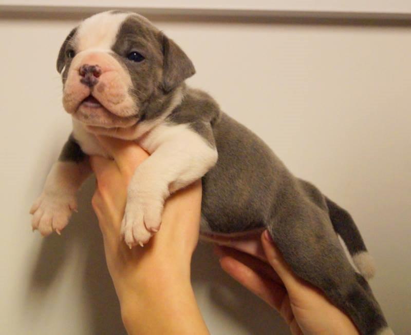 Olde english bulldogge DiamondBulls Anastasia aka "Åse" - 4 uger billede 19