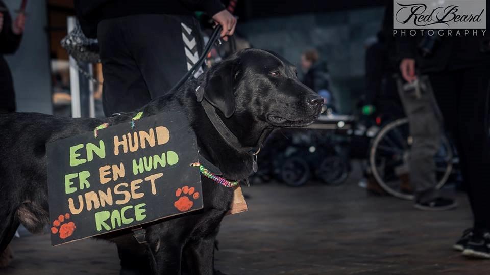 Labrador retriever Zorro billede 1