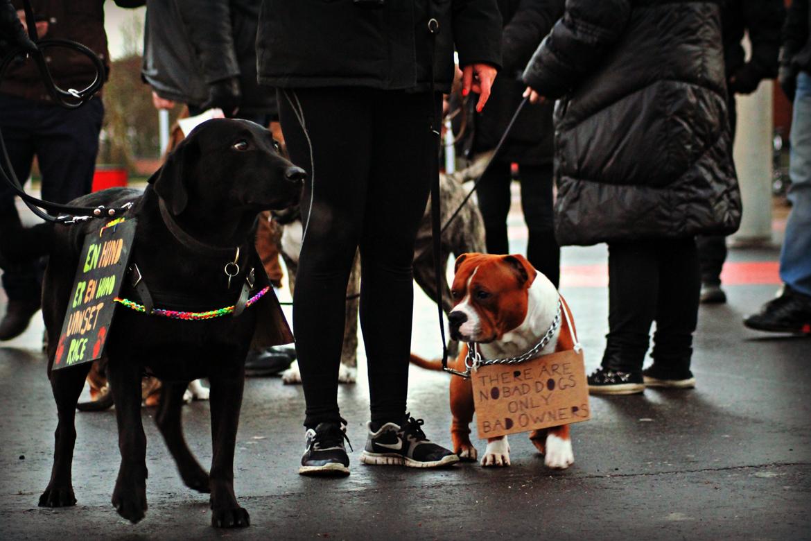 Labrador retriever Zorro billede 28