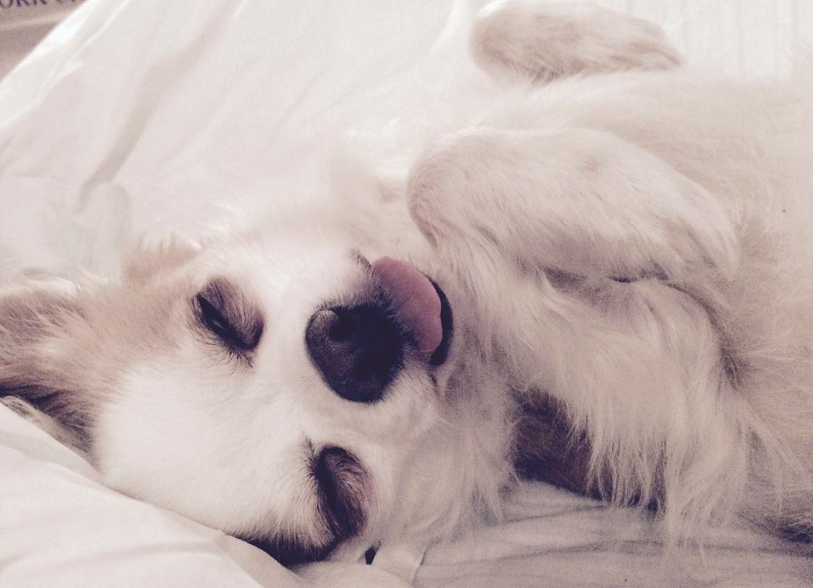 Chihuahua Viktor billede 27