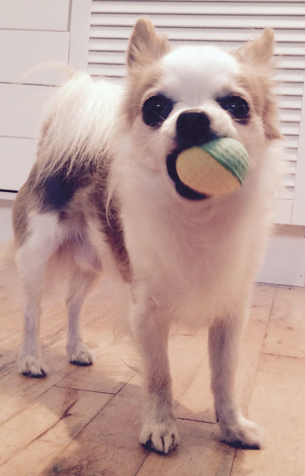 Chihuahua Viktor billede 28