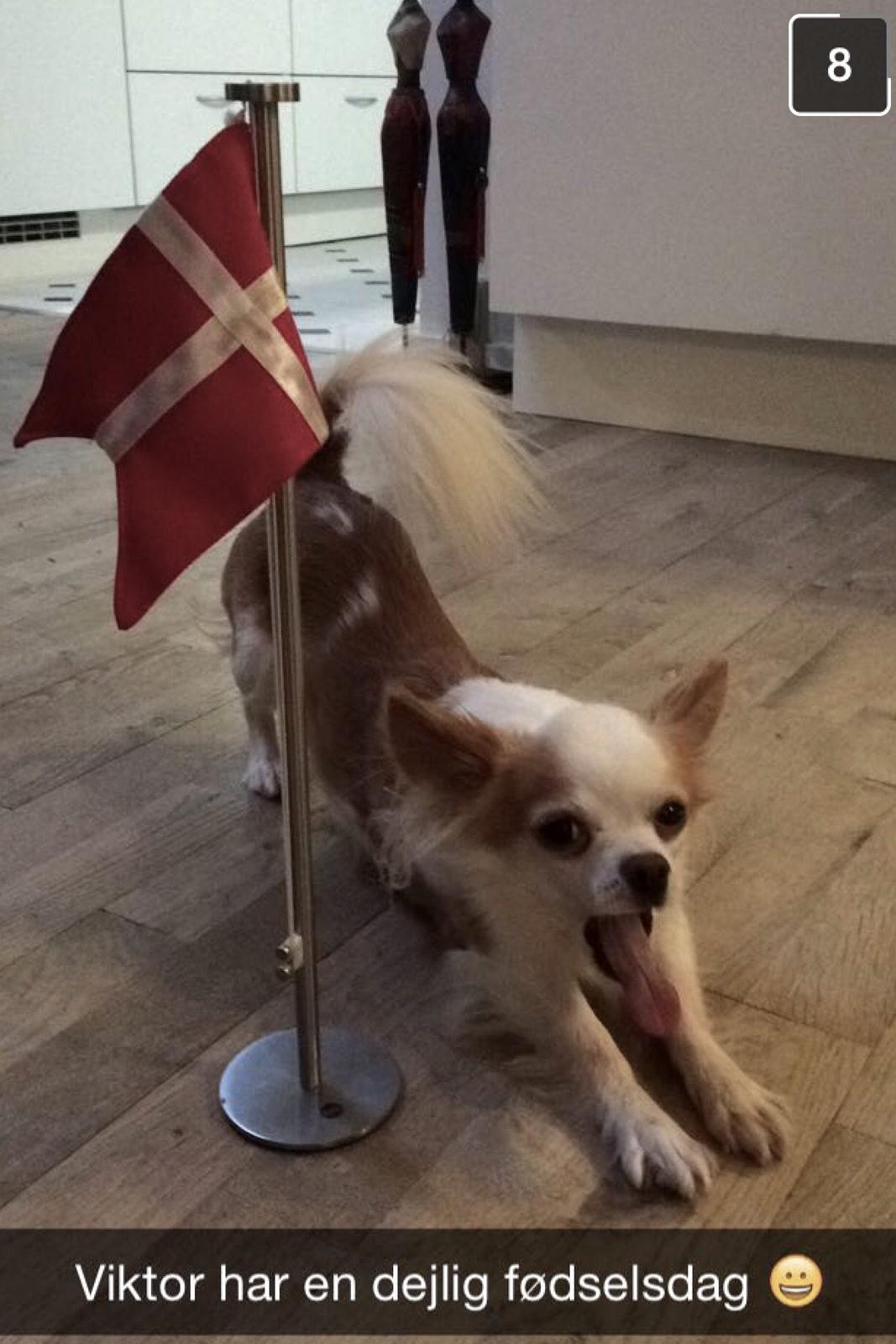 Chihuahua Viktor - Fødselsdagsmorgen billede 5