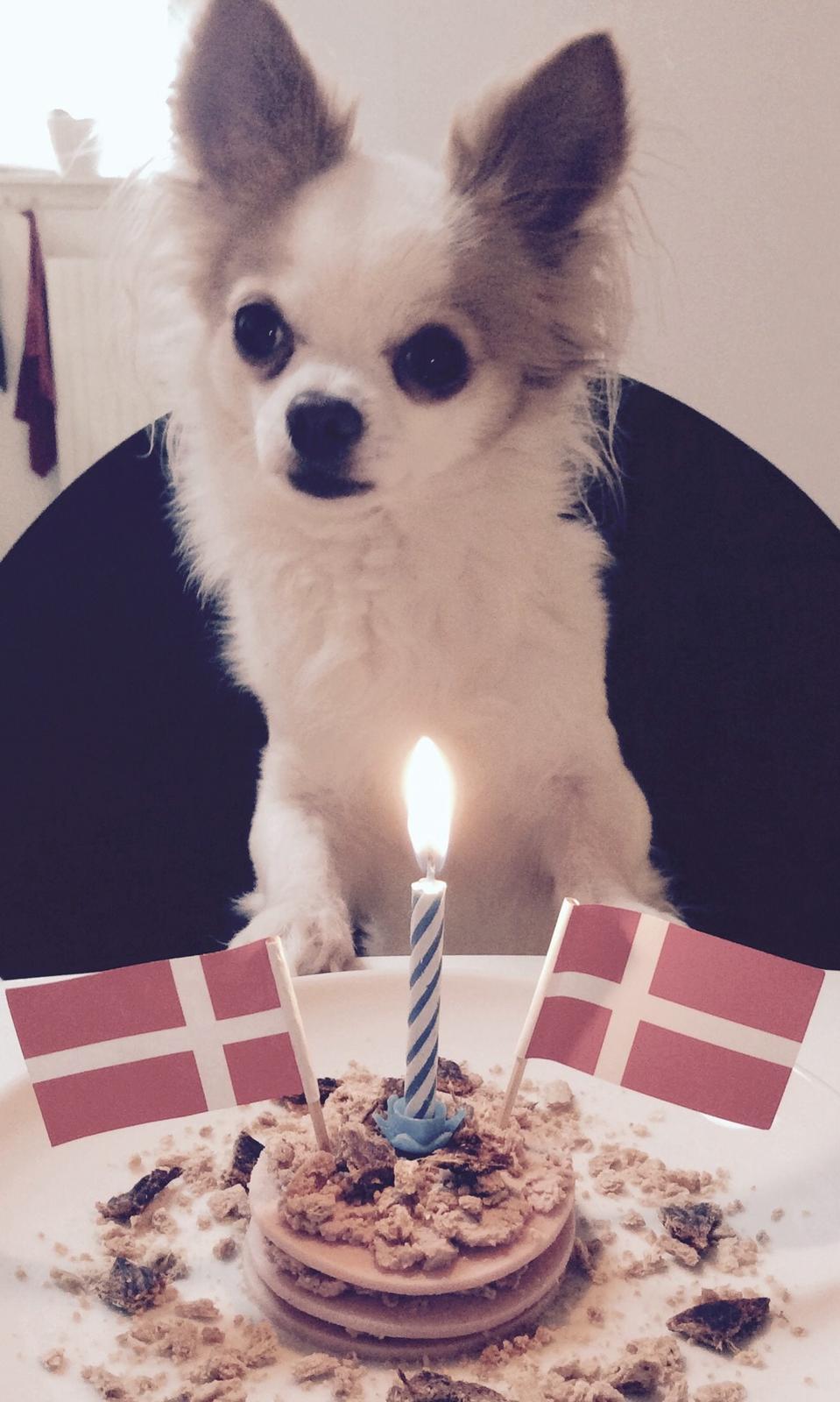 Chihuahua Viktor - Fødselsdag - 8 år (14/1-2015) billede 4