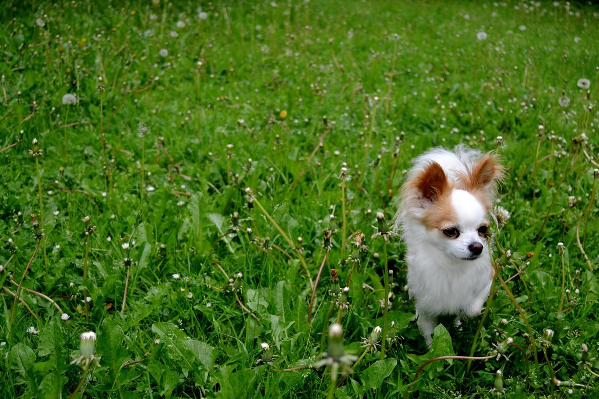 Chihuahua Viktor billede 29