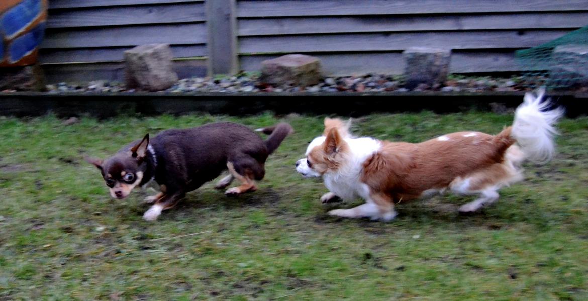 Chihuahua Viktor billede 31