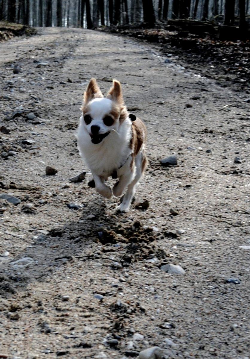 Chihuahua Viktor billede 32