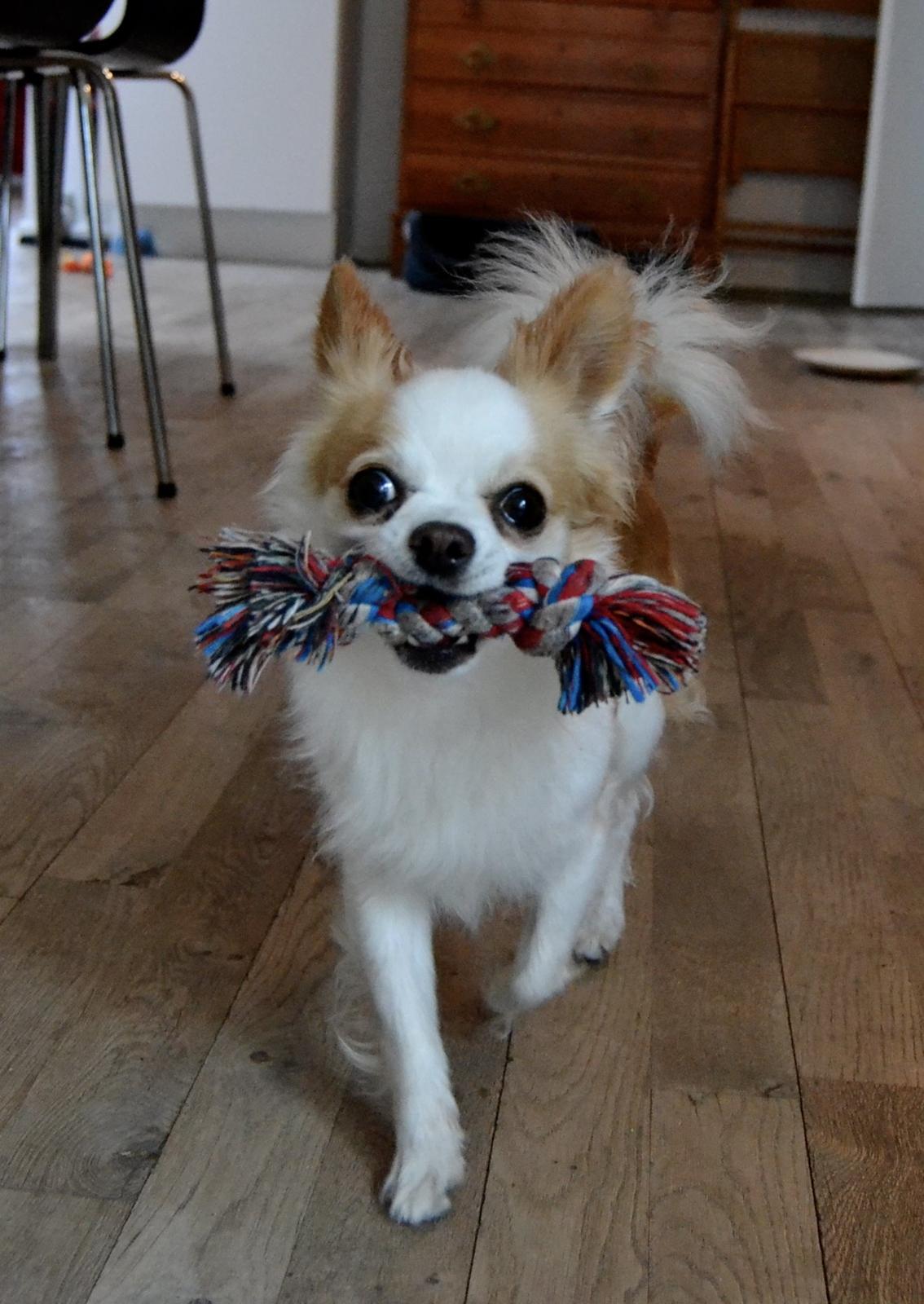 Chihuahua Viktor billede 30