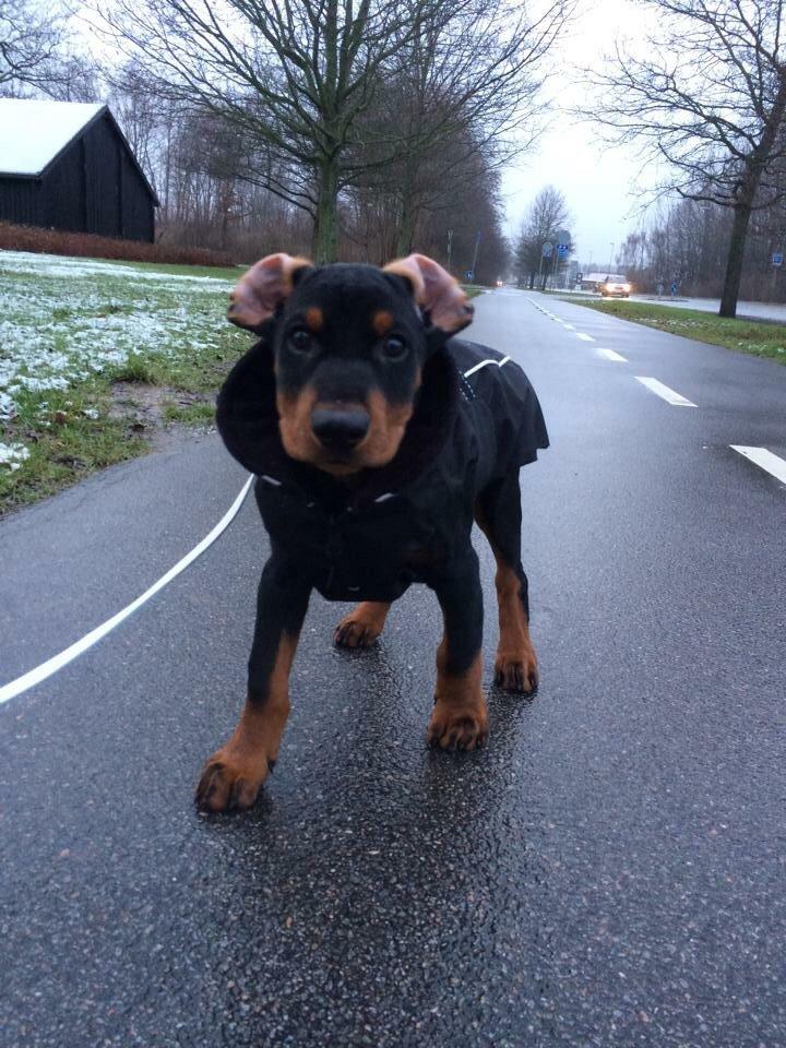 Tysk pinscher Cassis Heartbeat Jamie billede 28