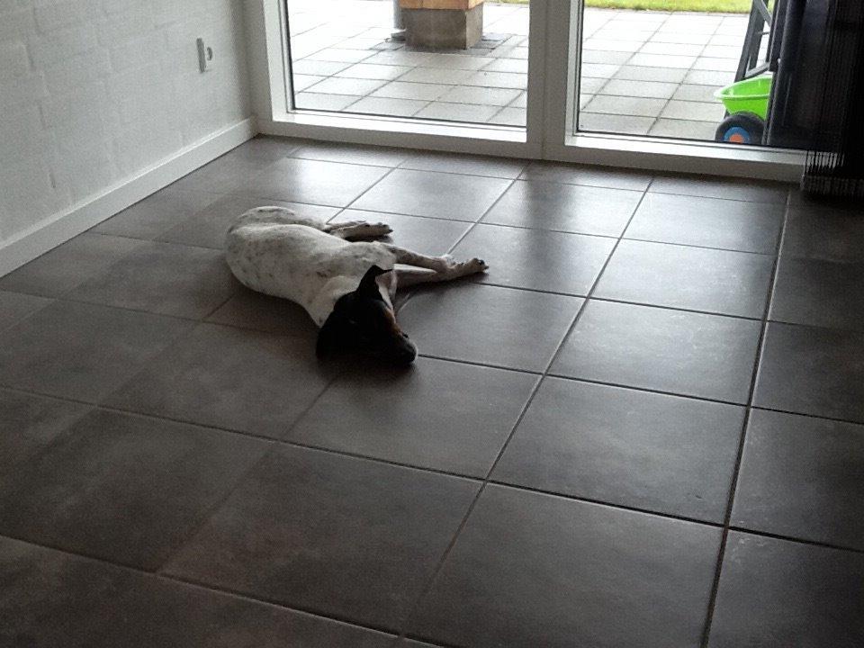 Dansk svensk gaardhund Frodo billede 9