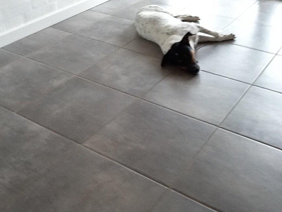 Dansk svensk gaardhund Frodo billede 10