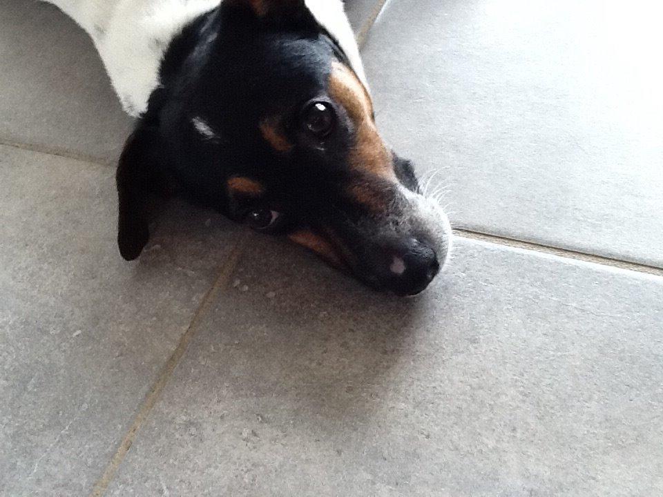 Dansk svensk gaardhund Frodo billede 11