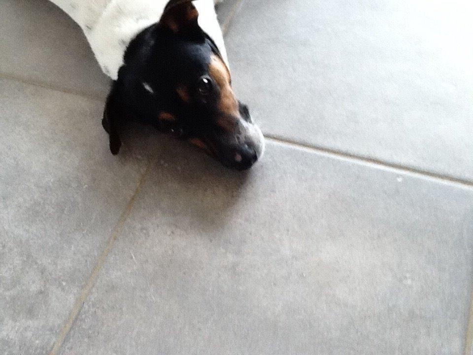 Dansk svensk gaardhund Frodo billede 12