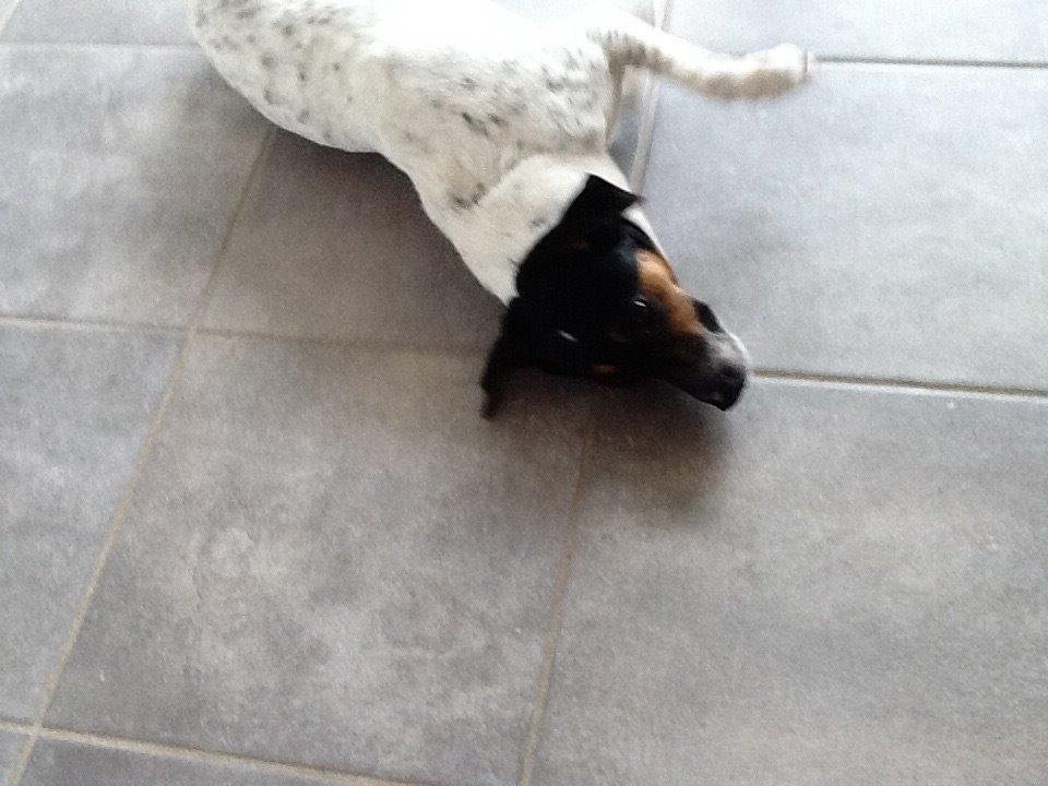 Dansk svensk gaardhund Frodo billede 13