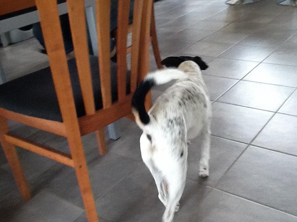 Dansk svensk gaardhund Frodo billede 14