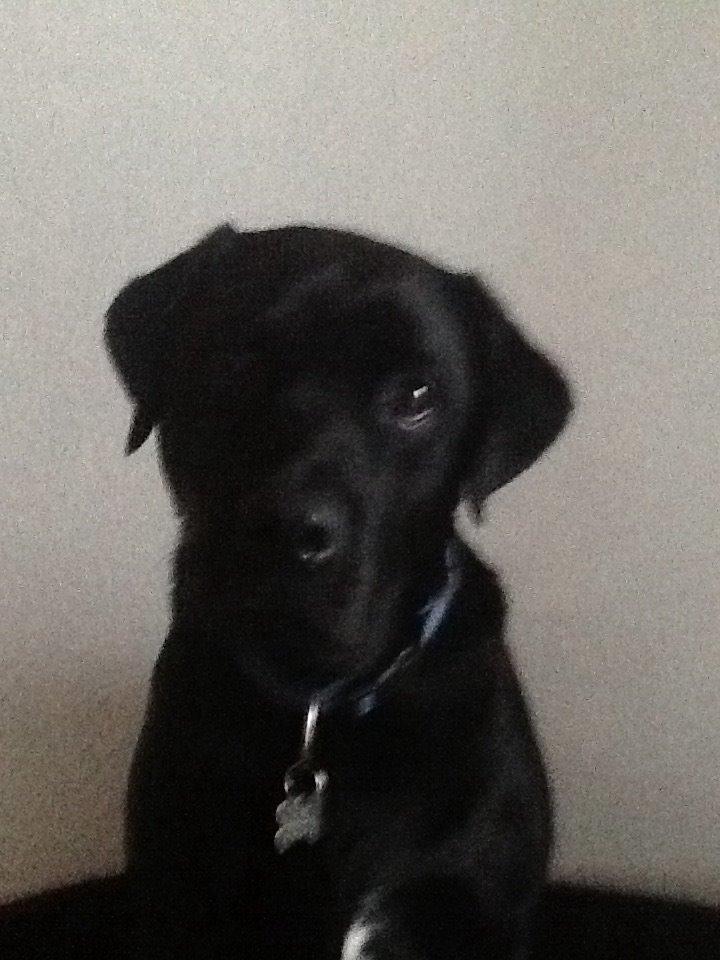 Labrador retriever Elvis billede 14