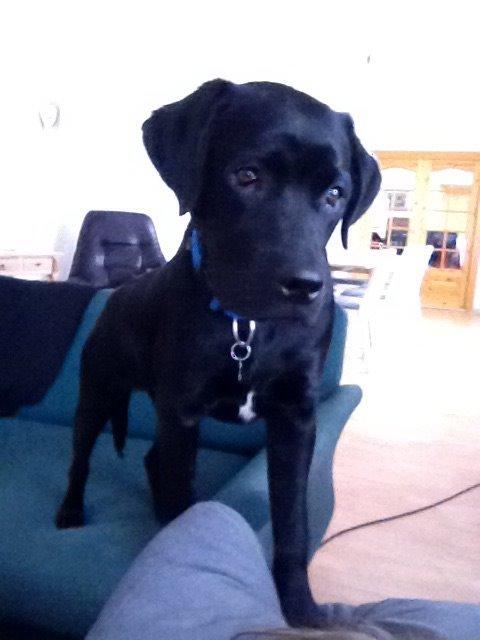 Labrador retriever Elvis billede 12