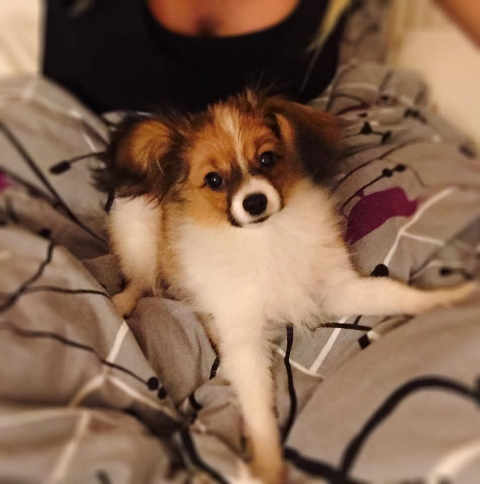 Phalene Choko billede 6