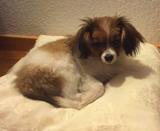 Phalene Choko billede 7