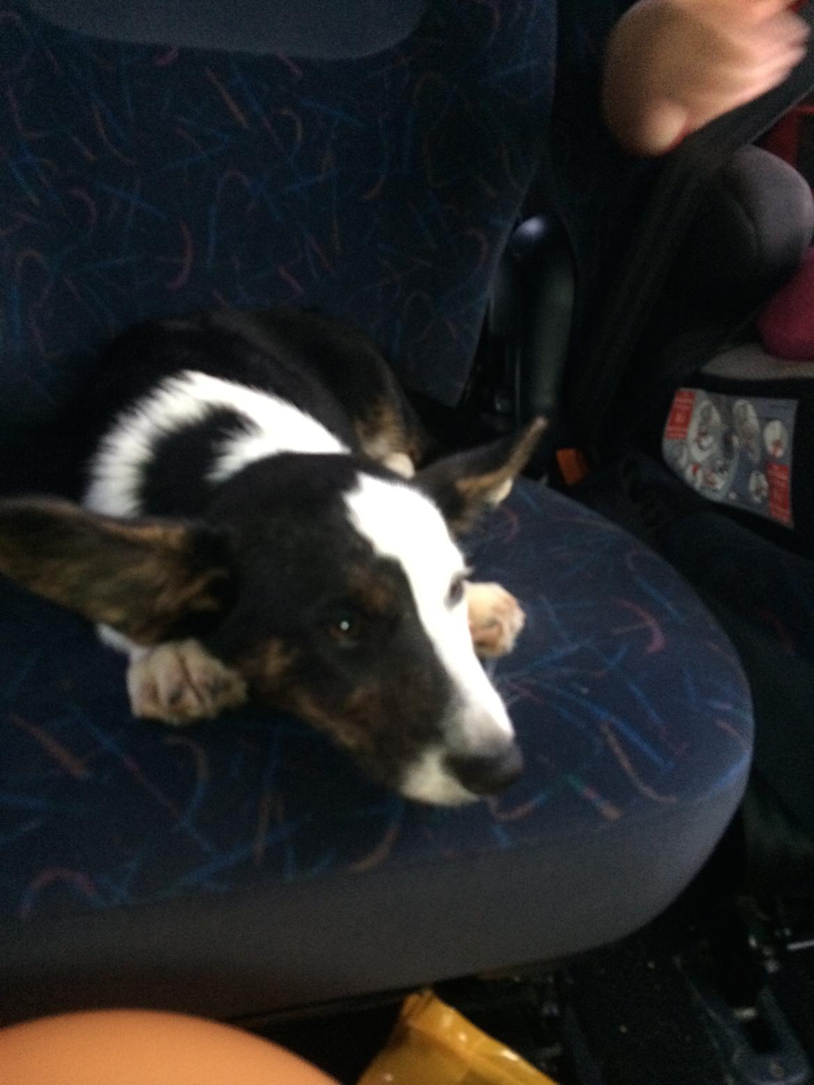 Welsh corgi cardigan Bianca (Aya) billede 1