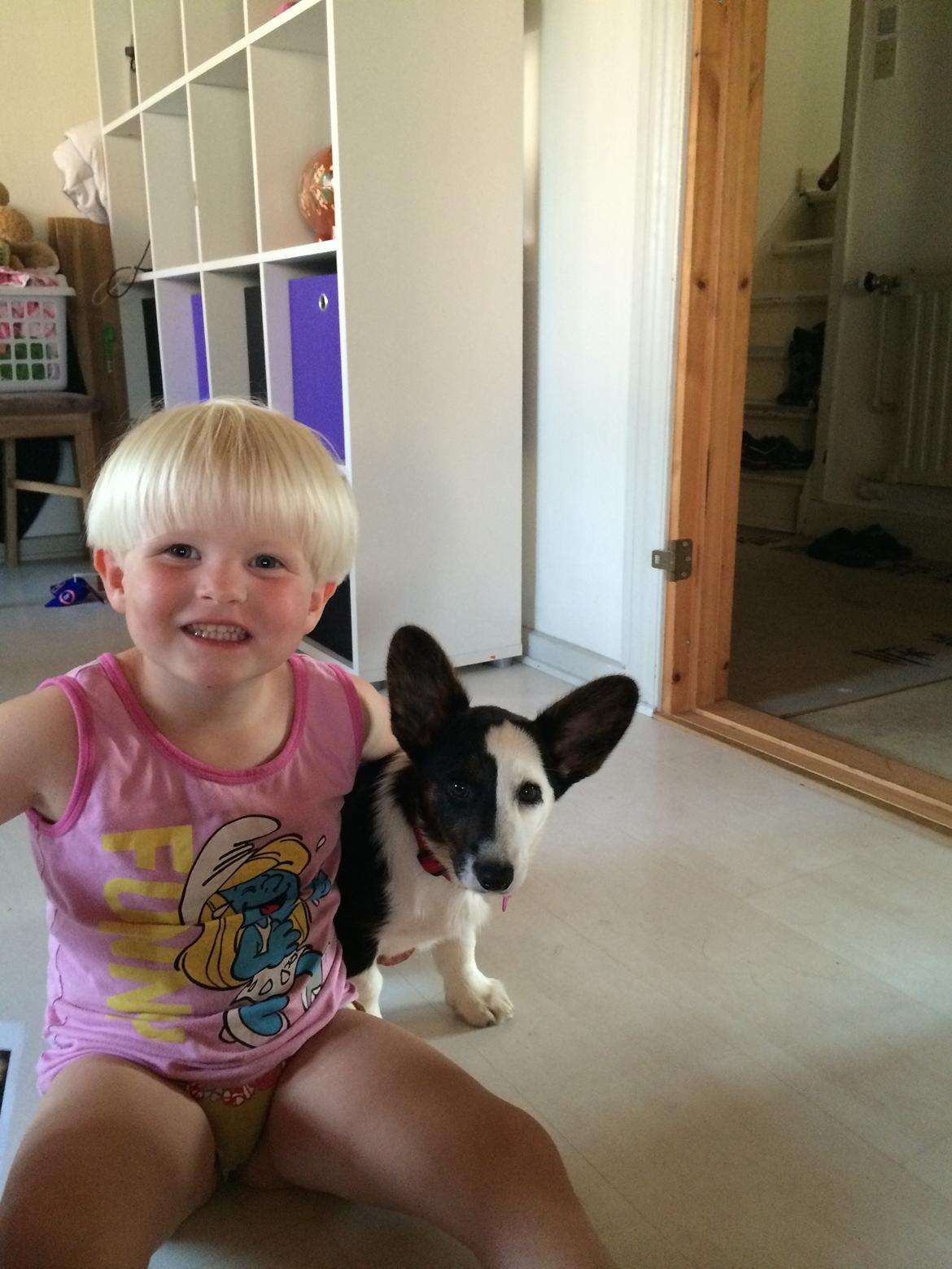 Welsh corgi cardigan Bianca (Aya) billede 3