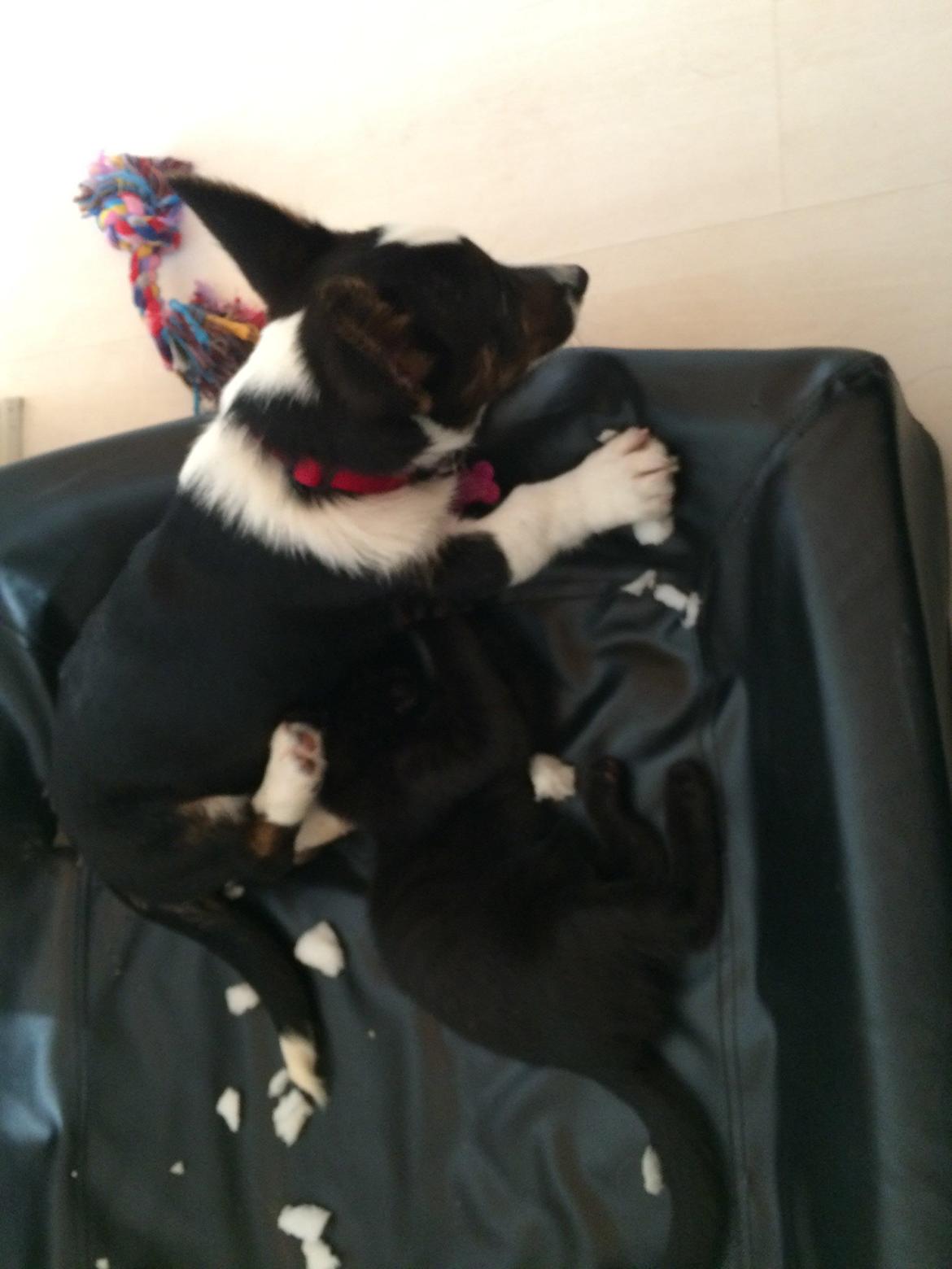 Welsh corgi cardigan Bianca (Aya) billede 2