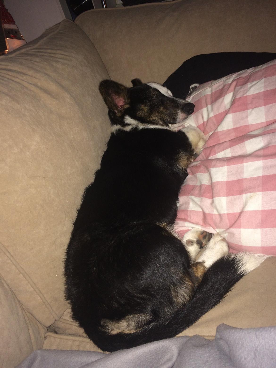 Welsh corgi cardigan Bianca (Aya) billede 4