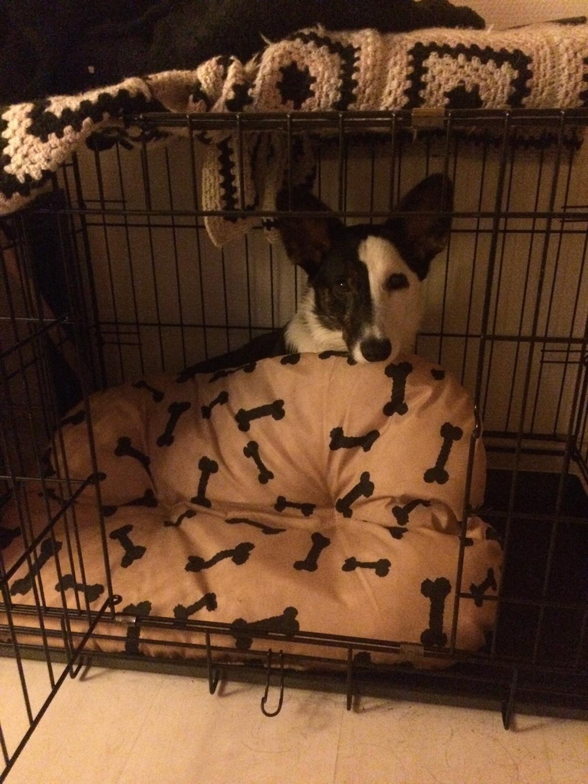 Welsh corgi cardigan Bianca (Aya) billede 5