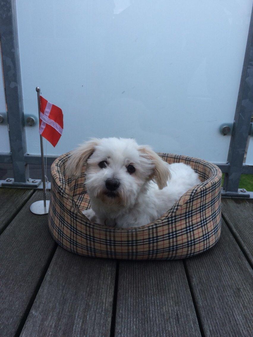 Coton de tulear Fie billede 2