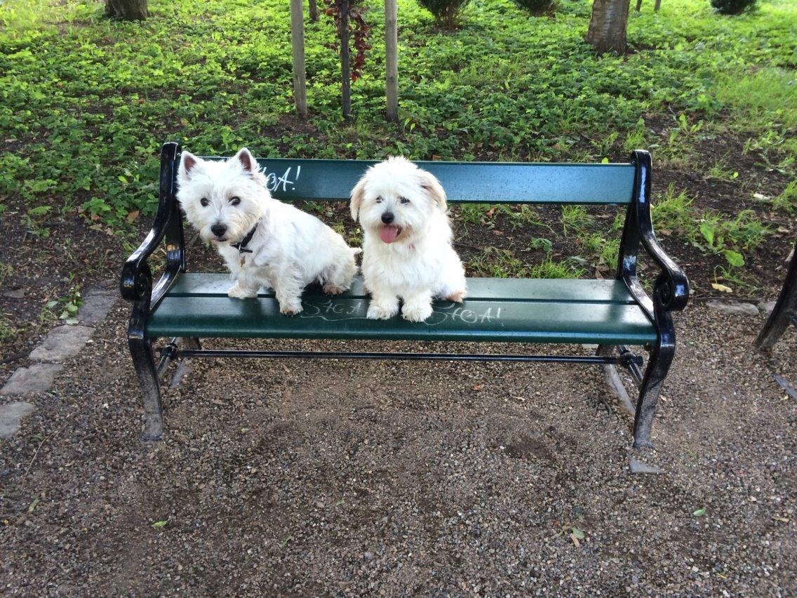 Coton de tulear Fie billede 1