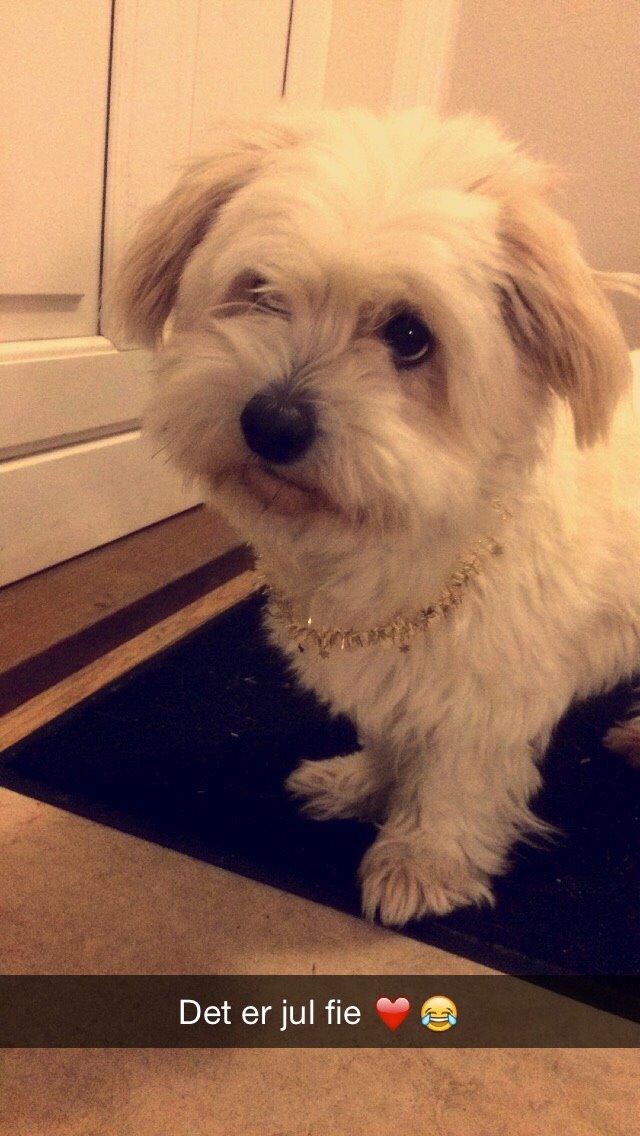 Coton de tulear Fie billede 4