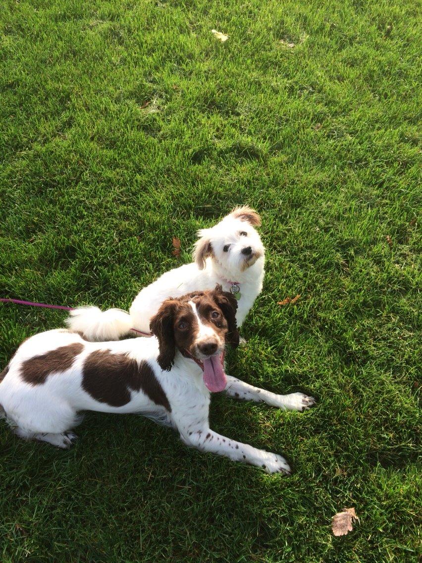Coton de tulear Fie billede 3