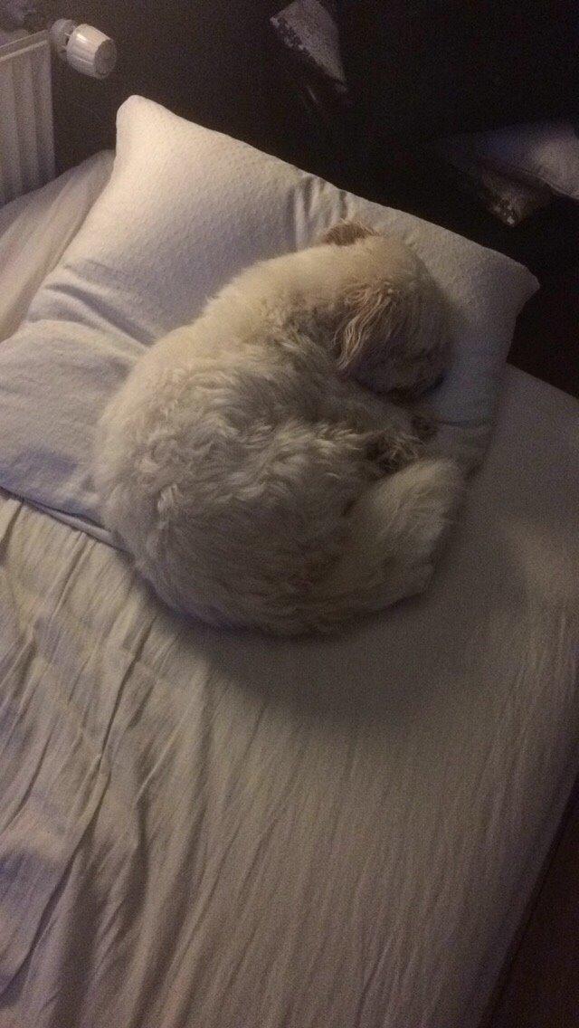 Coton de tulear Fie billede 5