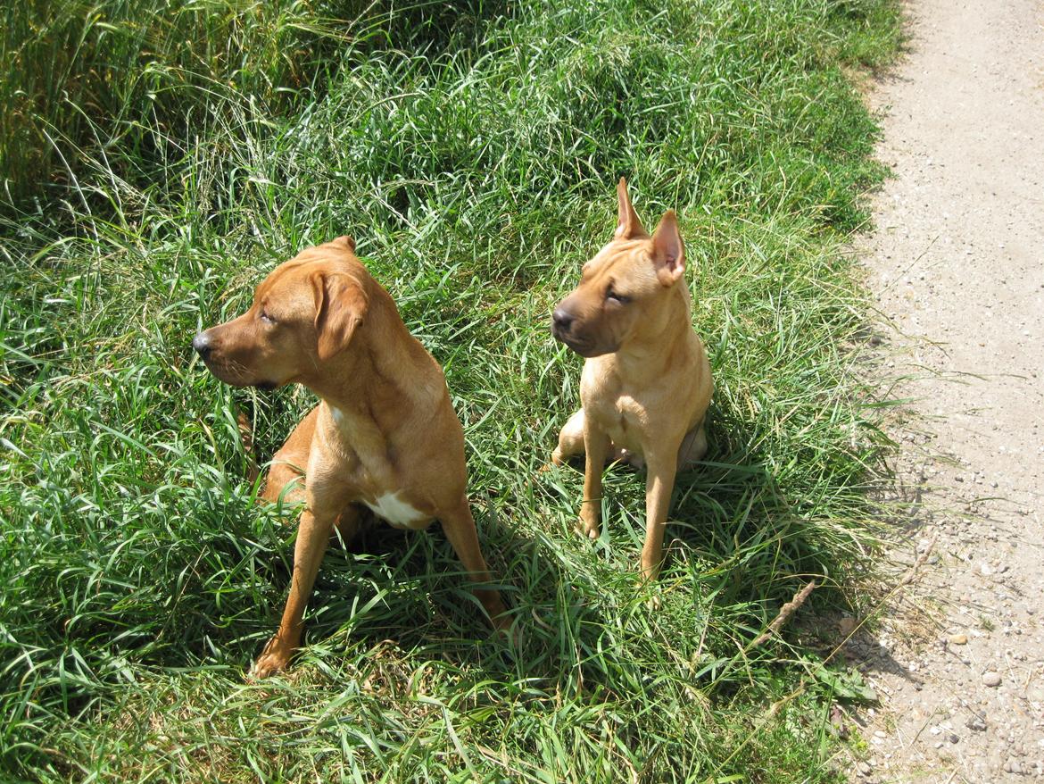 Blanding af racer Kenya billede 16