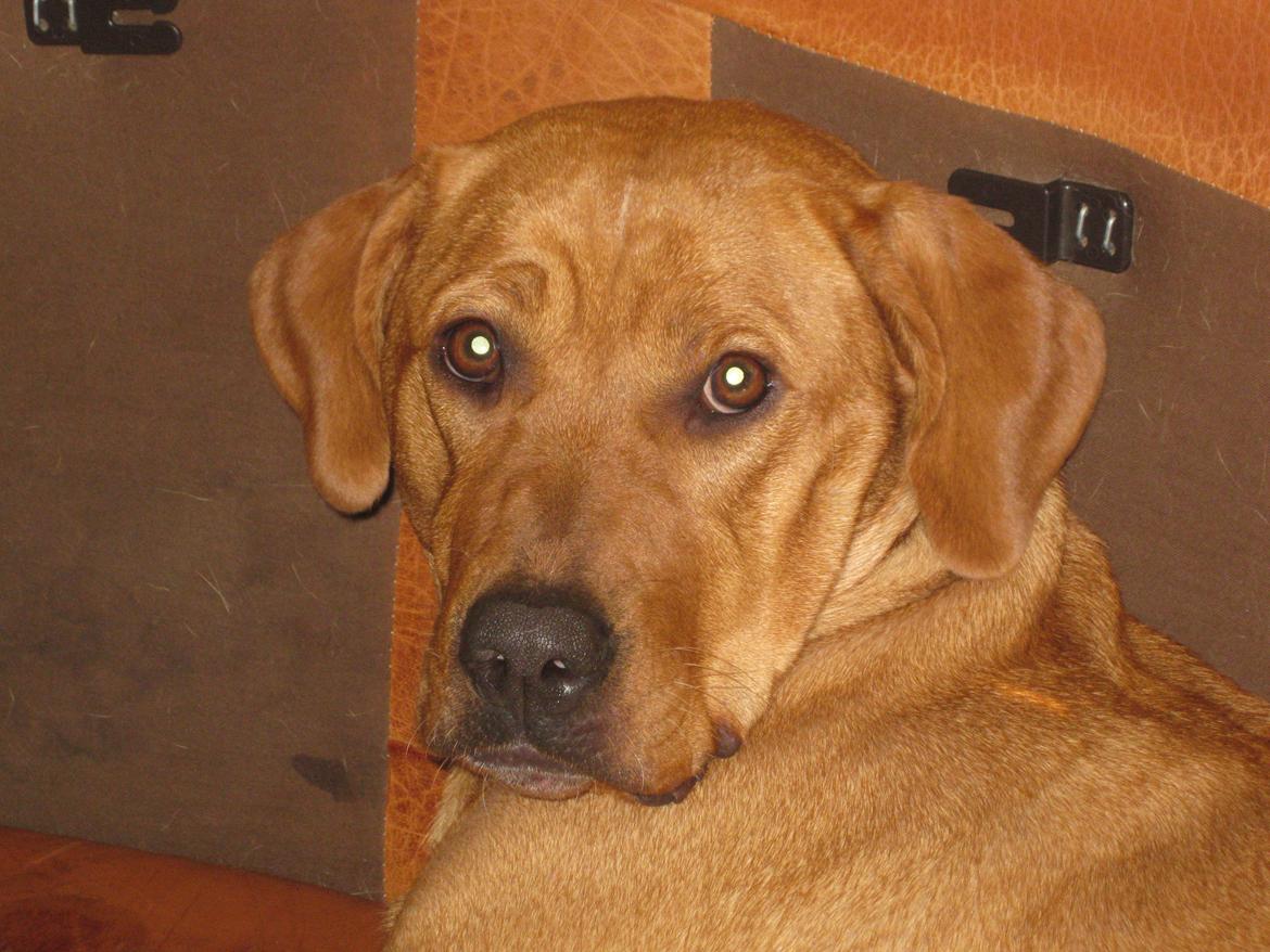 Blanding af racer Kenya billede 17