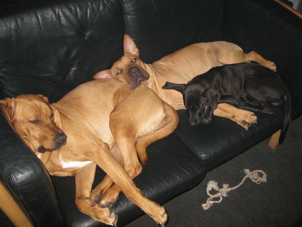 Blanding af racer Kenya billede 20