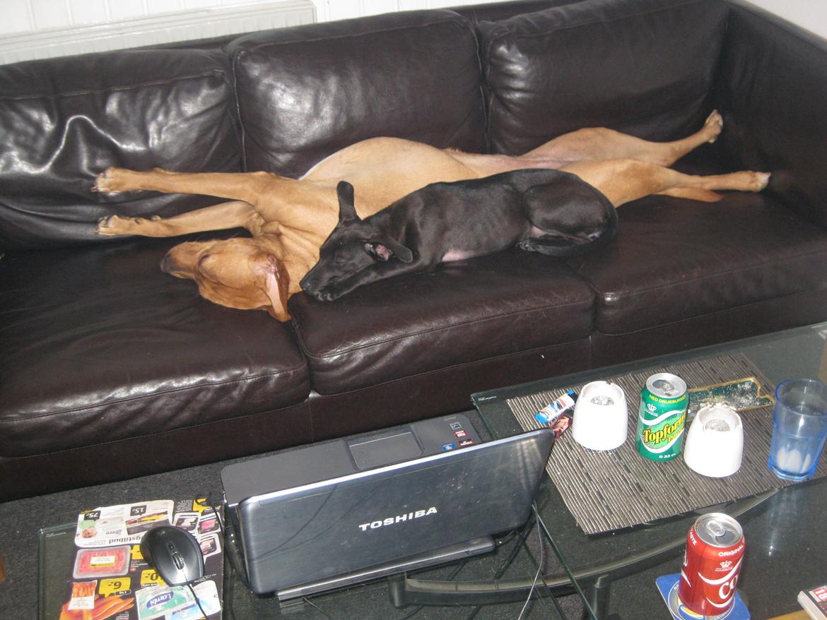 Blanding af racer Kenya billede 22