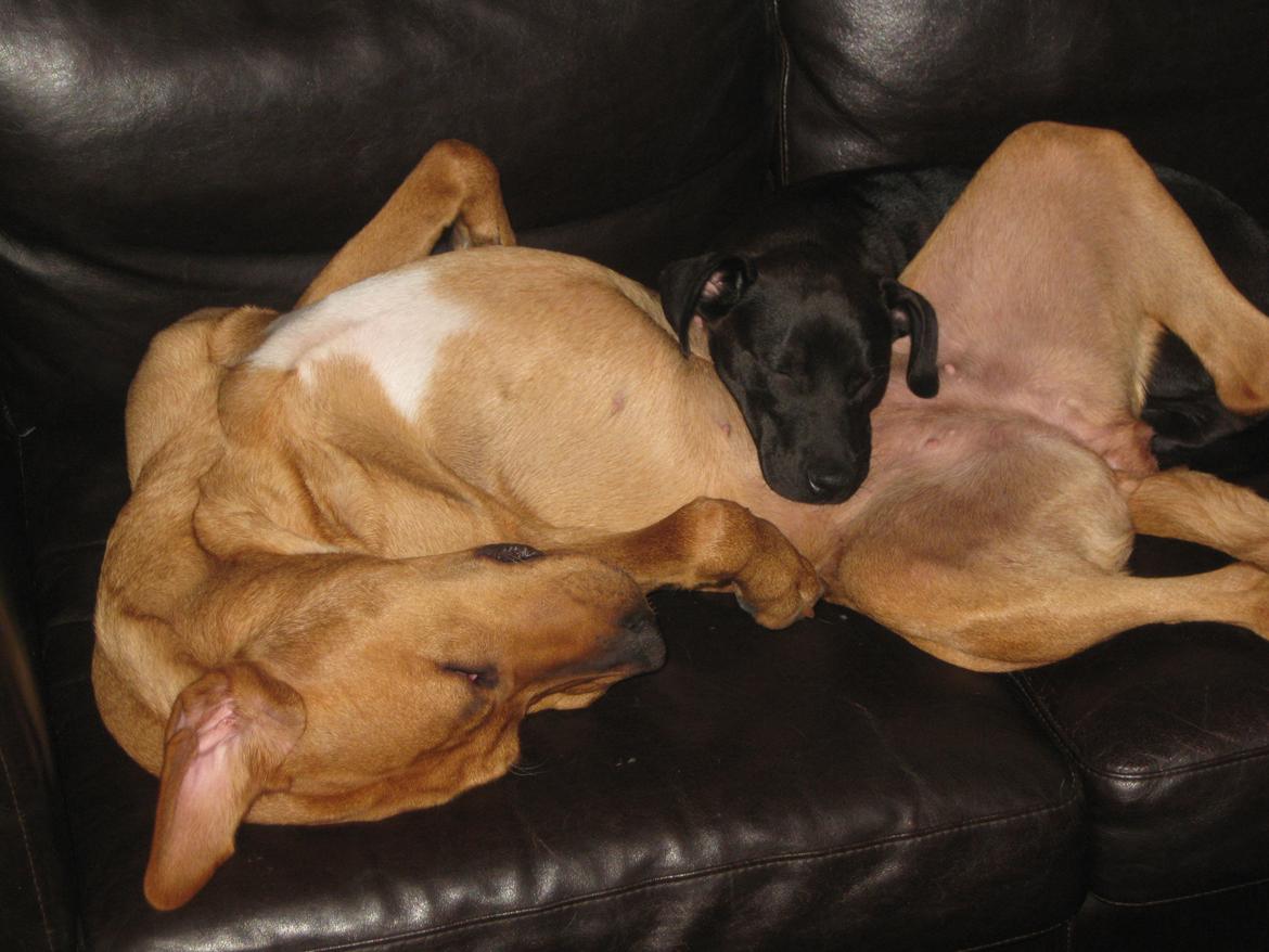 Blanding af racer Kenya billede 19