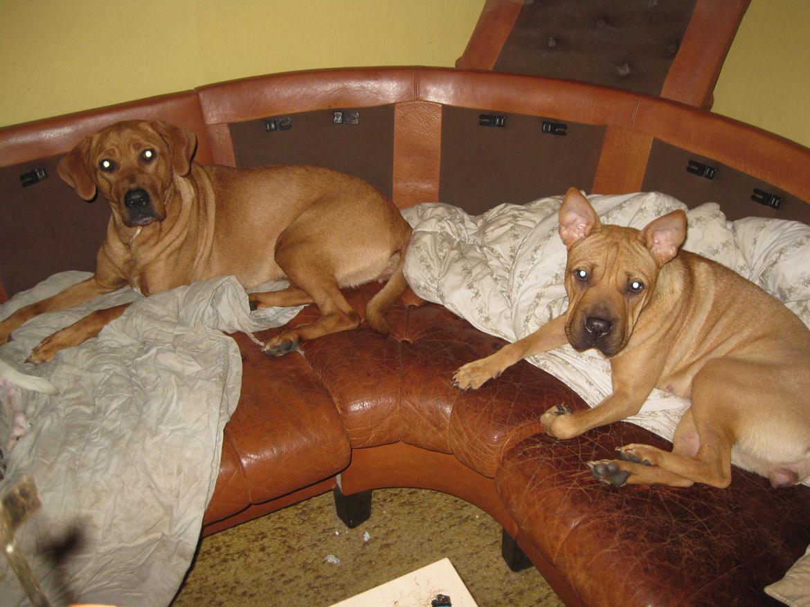 Blanding af racer Kenya billede 27