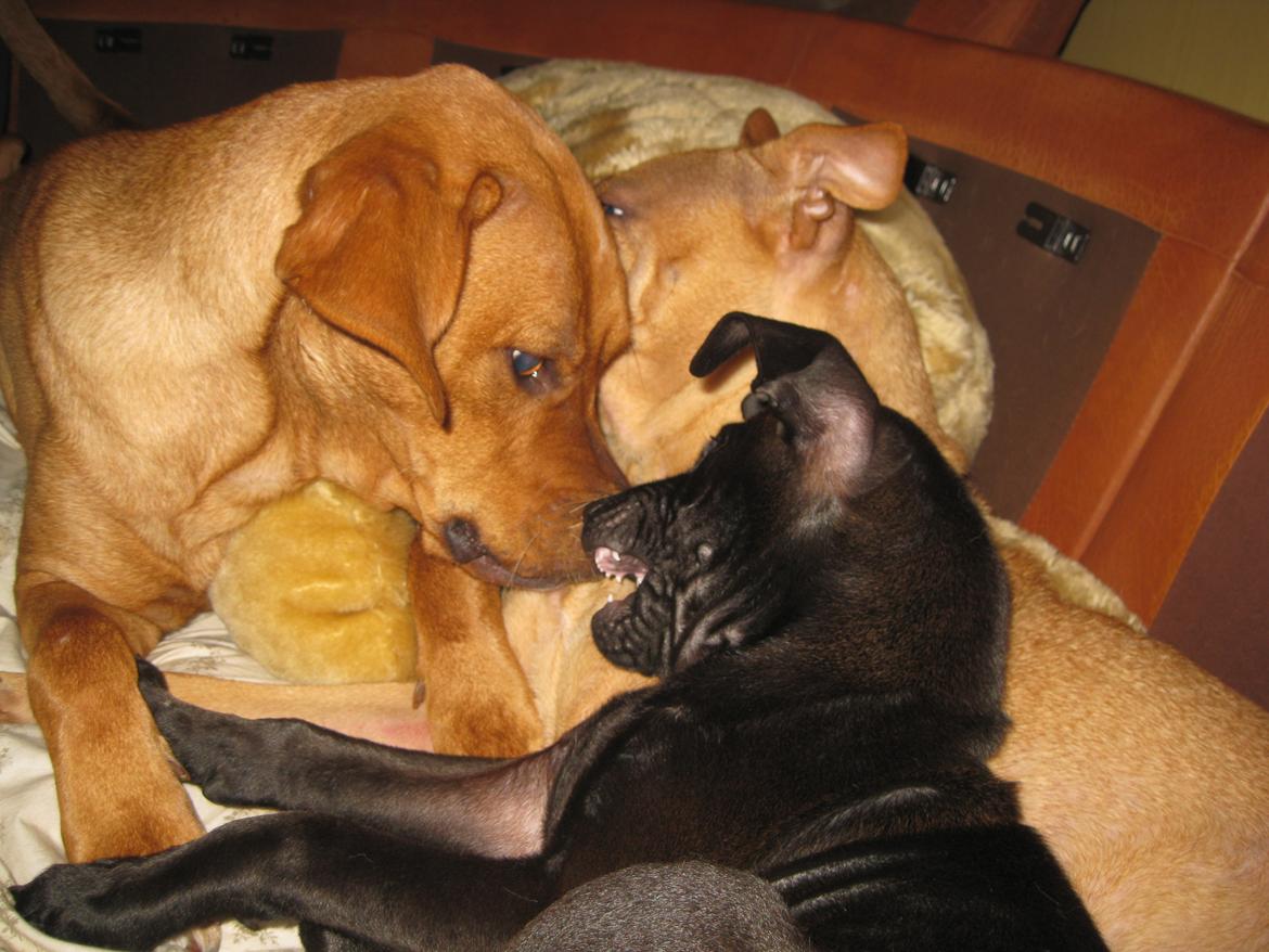 Blanding af racer Kenya billede 29