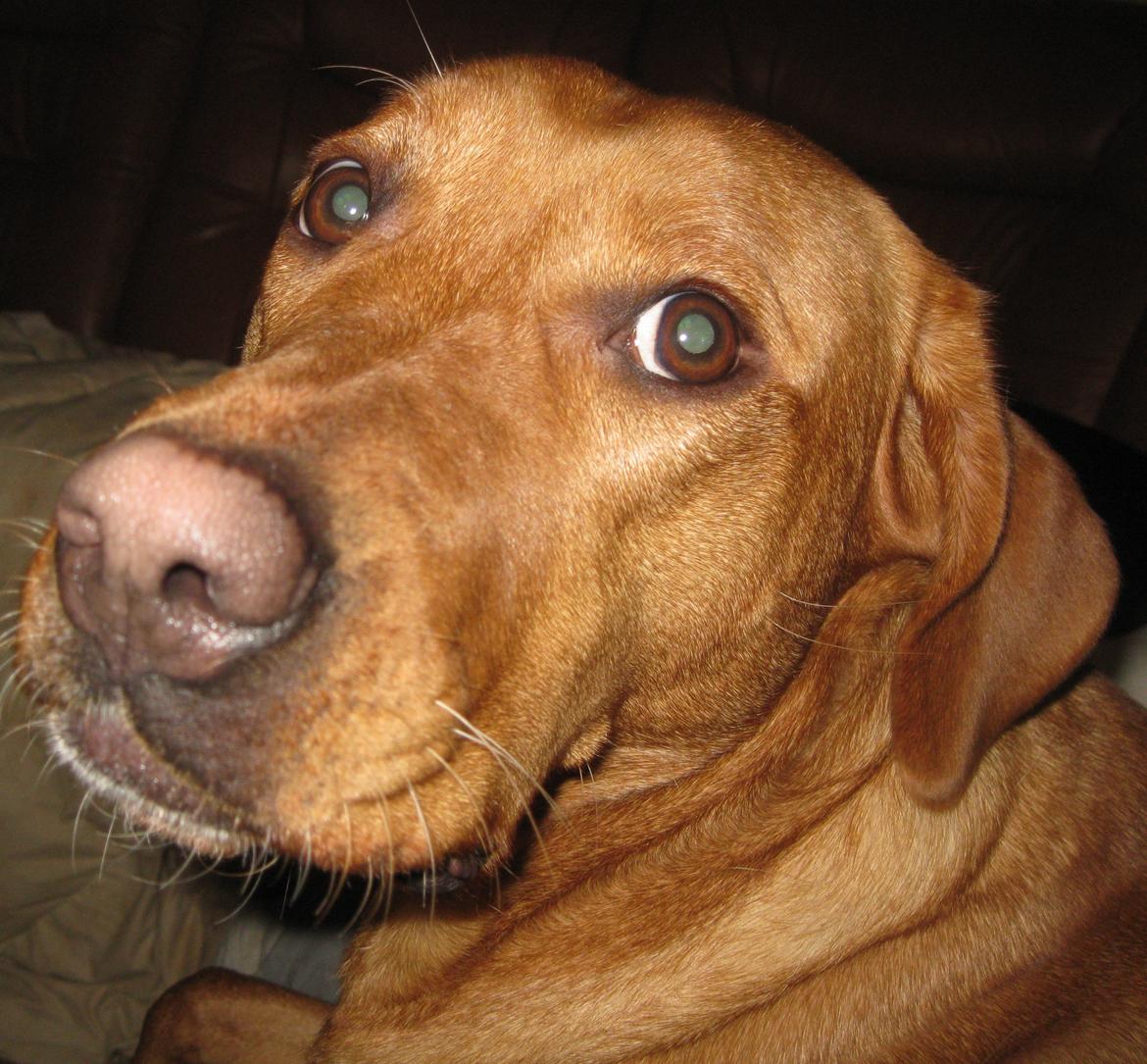 Blanding af racer Kenya billede 25