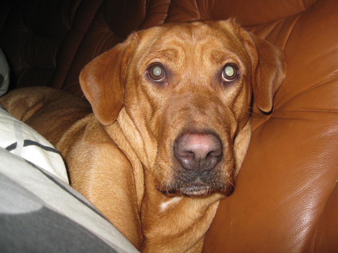 Blanding af racer Kenya billede 30