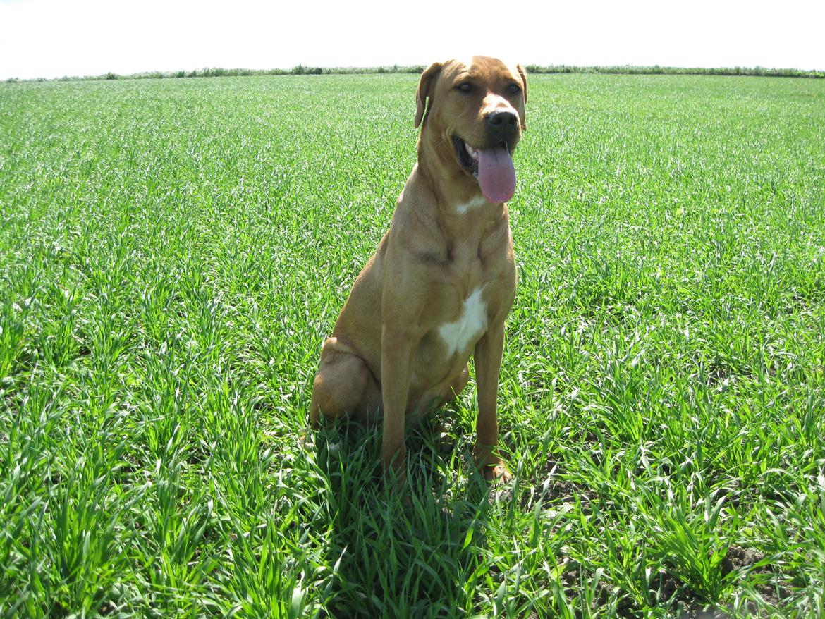 Blanding af racer Kenya billede 1