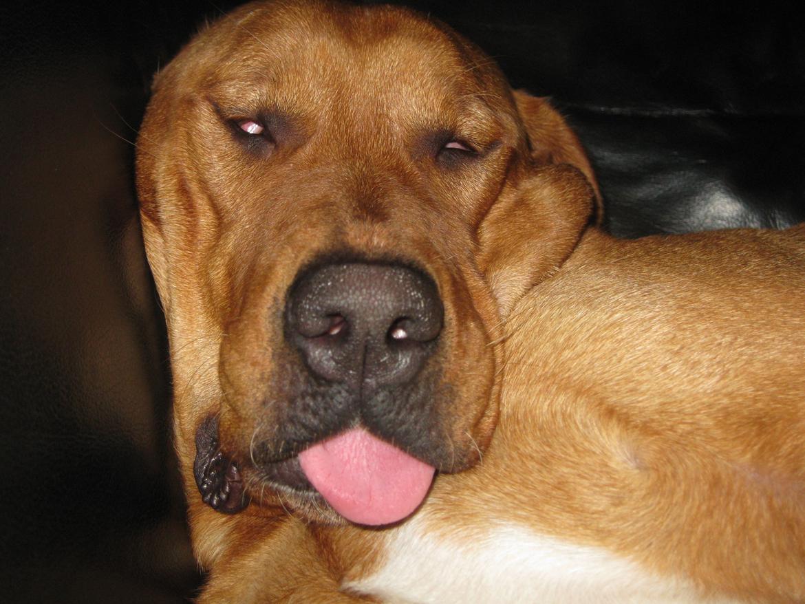 Blanding af racer Kenya billede 31