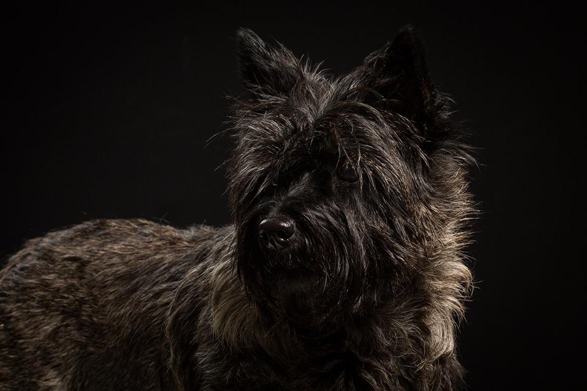 Cairn terrier Citta billede 1