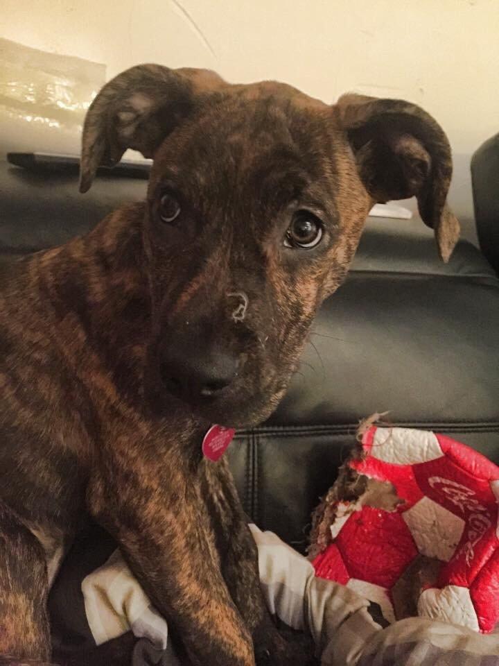 Blanding af racer Sif billede 14