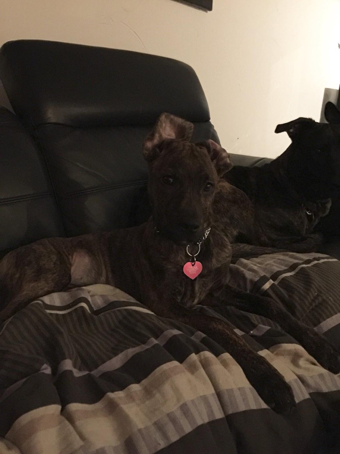 Blanding af racer Sif billede 22