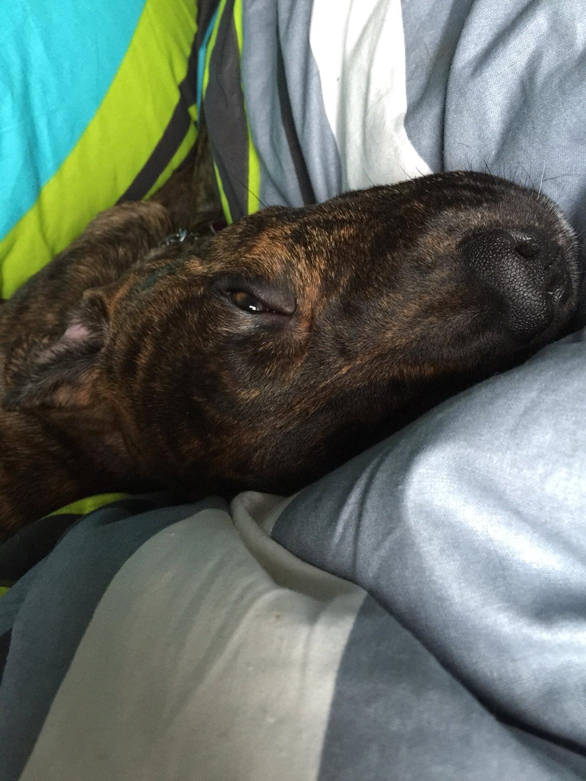 Blanding af racer Sif billede 18